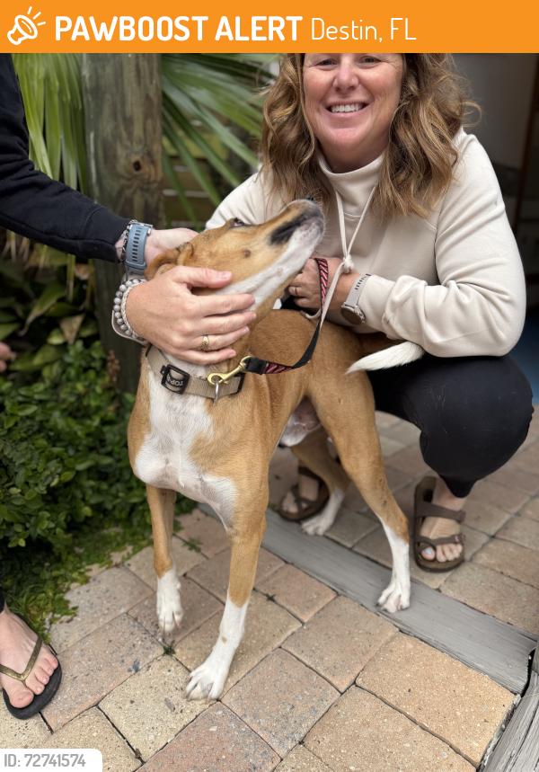 Found/Stray Male Dog last seen emerald coast scuba , Destin, FL 32541