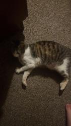 Lost Female Cat last seen Near park road and garfits lane, Lincolnshire, England PE21 7JP