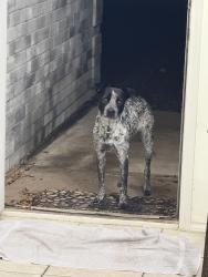 Found/Stray Female Dog last seen N Bentsen Rd and W Dove Ave, McAllen, TX 78504
