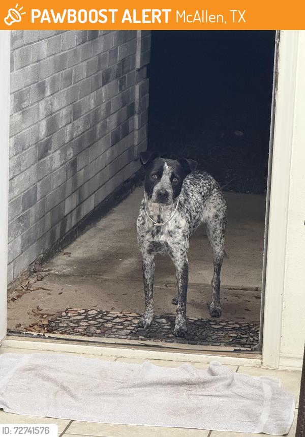 Found/Stray Female Dog last seen N Bentsen Rd and W Dove Ave, McAllen, TX 78504