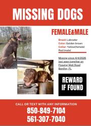 Lost Female Dog last seen Tup Mcwaters Road,, Bonifay, FL 32425