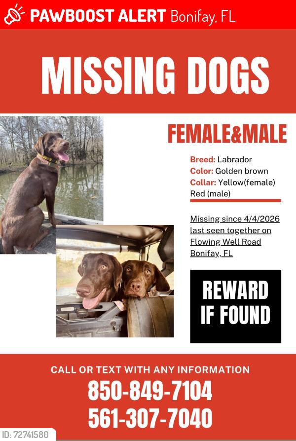 Lost Female Dog last seen Tup Mcwaters Road,, Bonifay, FL 32425