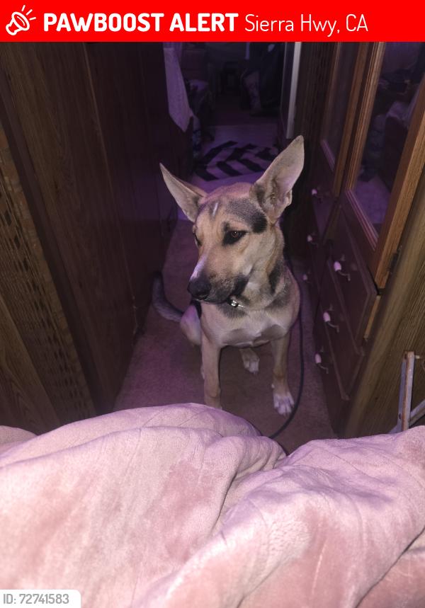 Lost Female Dog last seen sierra hwy and ave m, Sierra Hwy, CA 93535