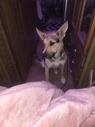 Lost Female Dog last seen sierra hwy and ave m, Sierra Hwy, CA 93535