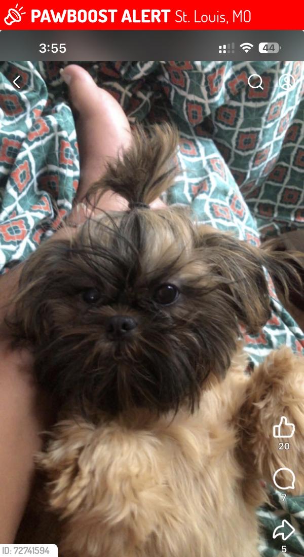 Lost Female Dog last seen By hustler hollywood, St. Louis, MO 63134