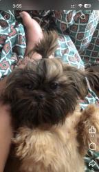 Lost Female Dog last seen By hustler hollywood, St. Louis, MO 63134