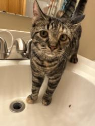 Lost Female Cat last seen N Waggoner road Blacklick Ohio, Columbus, OH 43004