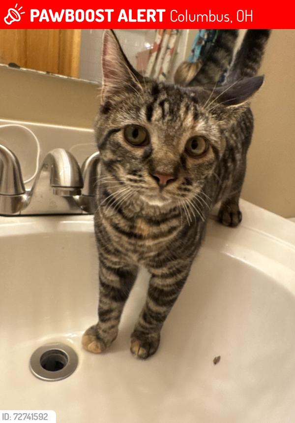 Lost Female Cat last seen N Waggoner road Blacklick Ohio, Columbus, OH 43004