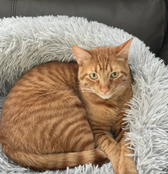 Lost Male Cat last seen 42nd St and 19th Ave S, Minneapolis, MN 55407