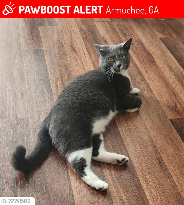 Lost Female Cat last seen Near Richard B Russell Regional Airport, Armuchee, GA 30105