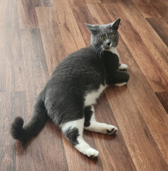 Lost Female Cat last seen Near Richard B Russell Regional Airport, Armuchee, GA 30105
