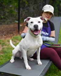 Shelter Stray Male Dog last seen Near Block of Day Trail North, 30294, GA, Atlanta, GA 30341