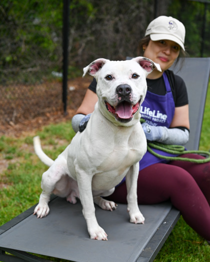 Shelter Stray Male Dog last seen Near Block of Day Trail North, 30294, GA, Atlanta, GA 30341