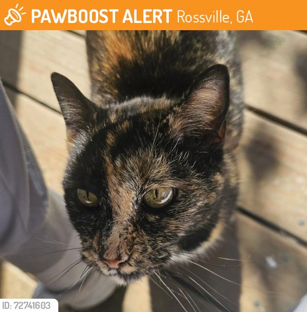 Found/Stray Female Cat last seen Mission Ridge / McFarland Rd Area , Rossville, GA 30741
