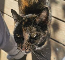 Found/Stray Female Cat last seen Mission Ridge / McFarland Rd Area , Rossville, GA 30741