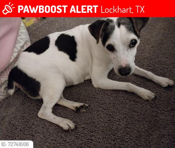 Lost Female Dog last seen Near cyclone DR Lockhart TX, Lockhart, TX 78644