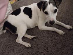 Lost Female Dog last seen Near cyclone DR Lockhart TX, Lockhart, TX 78644