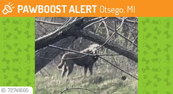 Found/Stray Female Dog last seen Sycamore street and Briarwood, Otsego, MI 49078