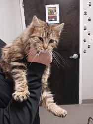 Found/Stray Unknown Cat last seen Frazier Road and 97 hwy, Nash County, NC 27882