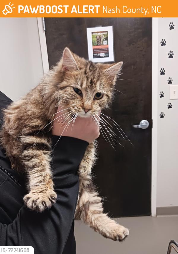 Found/Stray Unknown Cat last seen Frazier Road and 97 hwy, Nash County, NC 27882