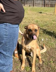 Lost Male Dog last seen Everett rd and chasing rd, Rockfish, NC 28306