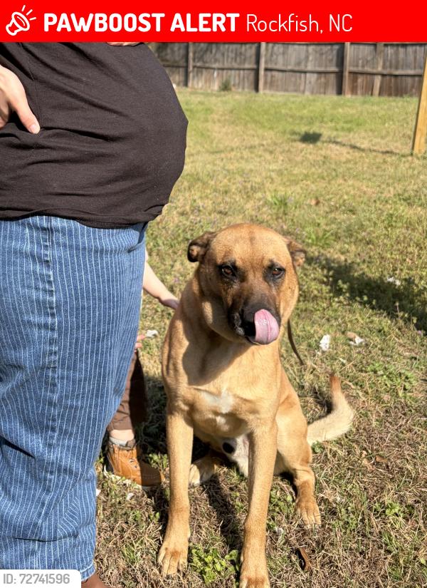 Lost Male Dog last seen Everett rd and chasing rd, Rockfish, NC 28306