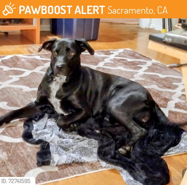 Found/Stray Female Dog last seen Mackey Park, Arcade Blvd and Kentwood St, Sacramento, CA 95815