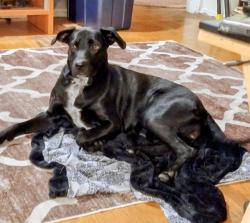 Found/Stray Female Dog last seen Mackey Park, Arcade Blvd and Kentwood St, Sacramento, CA 95815