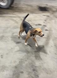 Found/Stray Male Dog last seen South pearl street, Albany, NY 12202