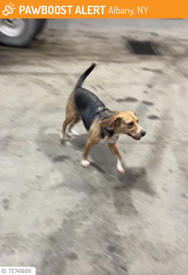 Found/Stray Male Dog last seen South pearl street, Albany, NY 12202