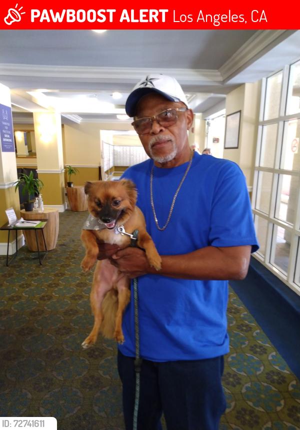 Lost Male Dog last seen Near N. Grand Ave , Los Angeles, CA 90012