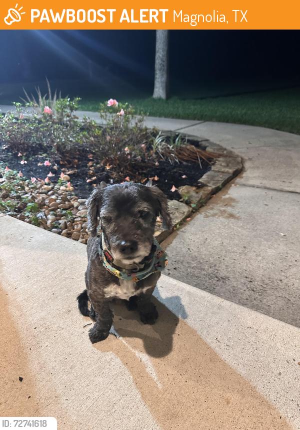 Found/Stray Male Dog last seen Banberry, Magnolia, TX 77355