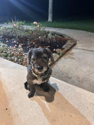 Found/Stray Male Dog last seen Banberry, Magnolia, TX 77355