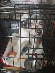 Lost Male Dog last seen  Yupon st  Liberty Tx 77575, Liberty, TX 77575