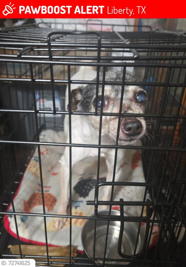 Lost Male Dog last seen  Yupon st  Liberty Tx 77575, Liberty, TX 77575