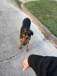 Found/Stray Male Dog last seen Arbor vitae, Houston, TX 77092