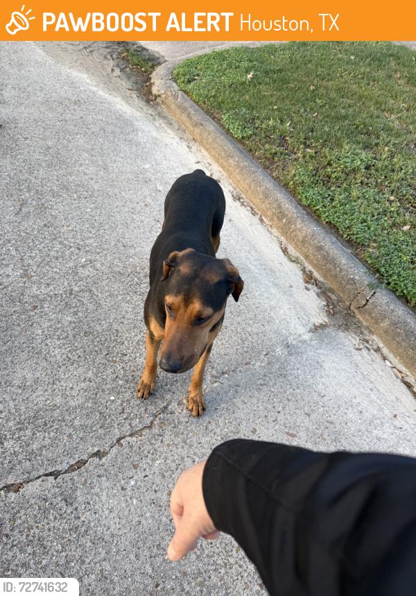 Found/Stray Male Dog last seen Arbor vitae, Houston, TX 77092