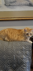 Lost Male Cat last seen Bloomfield subdivision , Rogers, AR 72758
