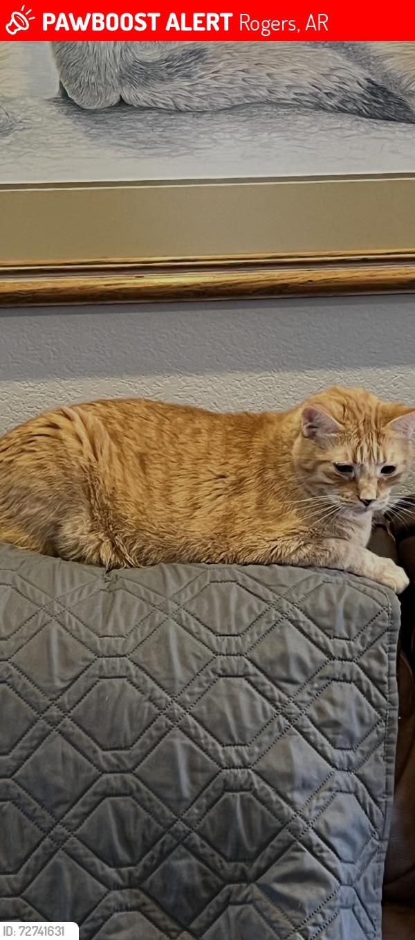 Lost Male Cat last seen Bloomfield subdivision , Rogers, AR 72758