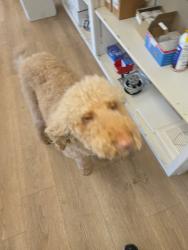 Found/Stray Unknown Dog last seen Alpine & Warwick blvd, Newport News, VA 23606