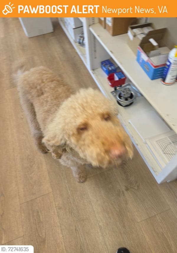 Found/Stray Unknown Dog last seen Alpine & Warwick blvd, Newport News, VA 23606