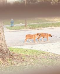 Found/Stray Unknown Dog last seen Jason, Houston, TX 77074