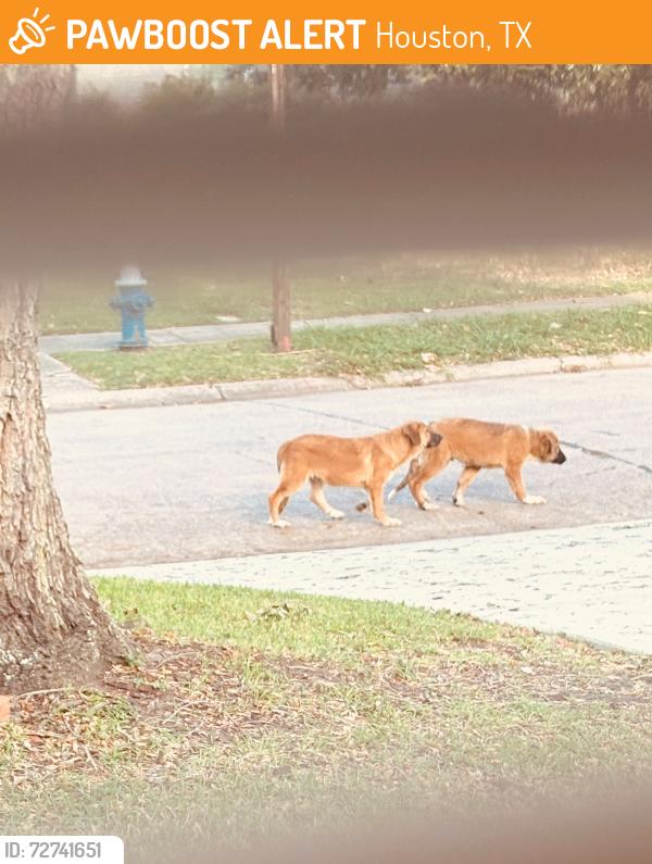 Found/Stray Unknown Dog last seen Jason, Houston, TX 77074