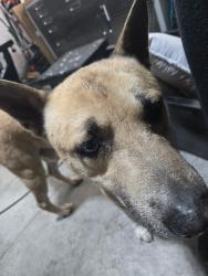 Found/Stray Male Dog last seen Dunkirk and landover, Spring Hill, FL 34608