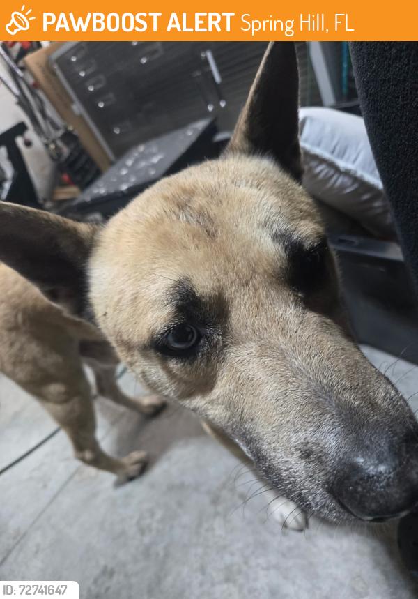 Found/Stray Male Dog last seen Dunkirk and landover, Spring Hill, FL 34608