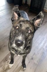 Lost Male Dog last seen Highway 408, Hydetown, PA, Troy Township, PA 16354