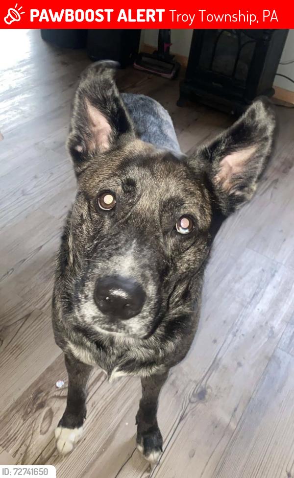 Lost Male Dog last seen Highway 408, Hydetown, PA, Troy Township, PA 16354
