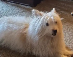 Found/Stray Male Dog last seen Rte 57, Clay, NY 13090