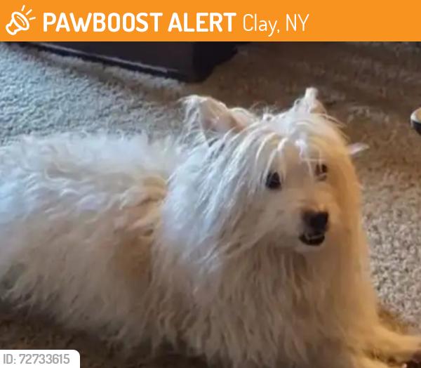Found/Stray Male Dog last seen Rte 57, Clay, NY 13090