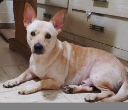 Lost Male Dog last seen Wilikina drive, Wahiawa, HI 96786